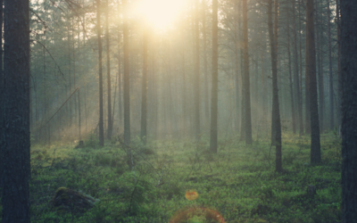 Reconnecting with Nature: The Healing Power of Forest Bathing