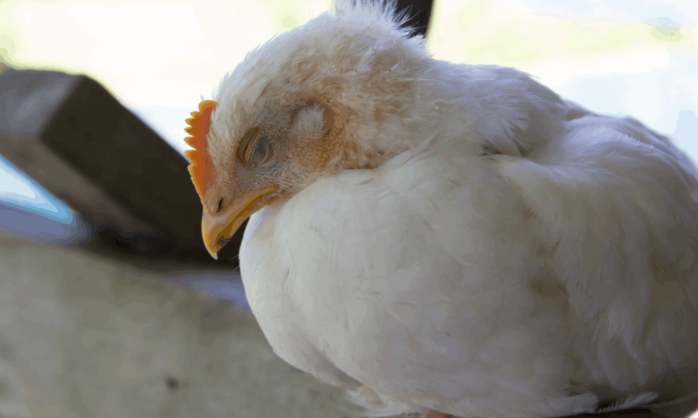 Avian Influenza Reassortment Raises Spillover Risk